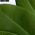 SpeciesSub: var. fargesii